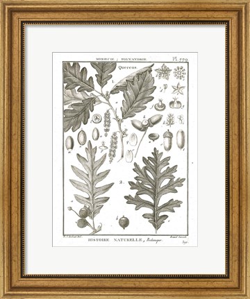 Framed Histoire Naturelle Botanique I Light Print