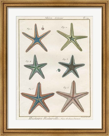 Framed Histoire Naturelle Starfish I Print