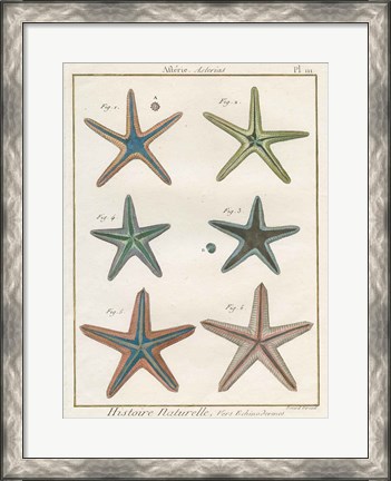 Framed Histoire Naturelle Starfish I Print