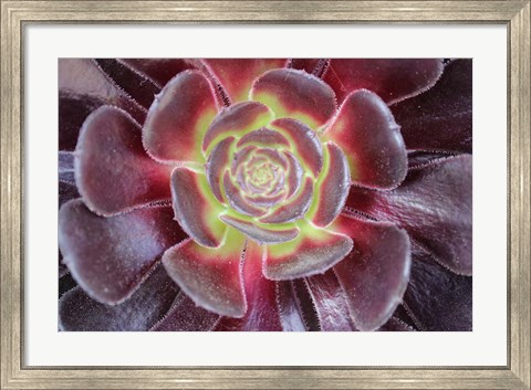 Framed Bright Succulent Print