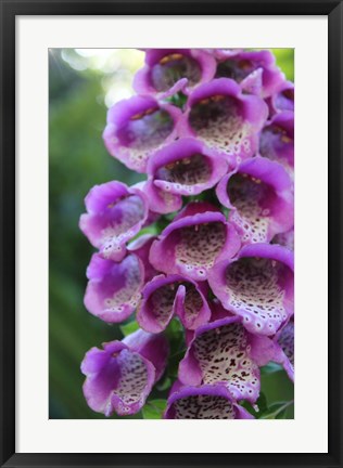 Framed Purple Trailing Flower Print