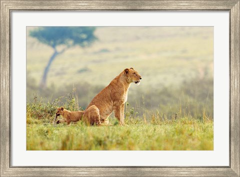 Framed Lion&#39;s Tail Print