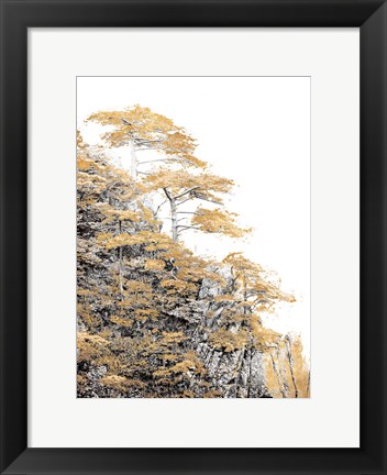 Framed Immortal Pine Print