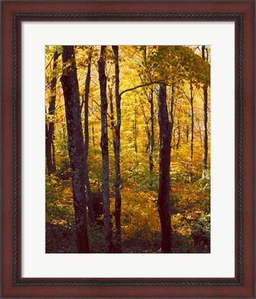 Framed Sanctuary Woods I Print