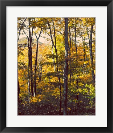 Framed Sanctuary Woods II Print