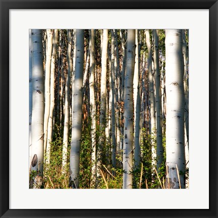 Framed Aspen Grove I Print