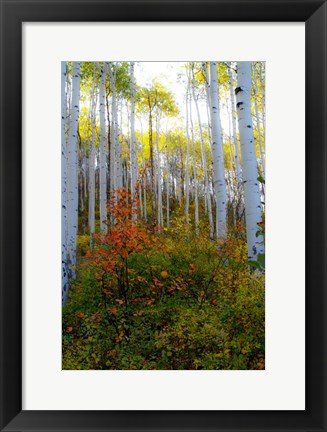 Framed Aspen in the Day Print