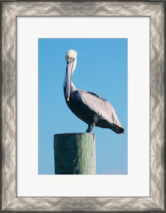 Framed Pelican Perched II Print