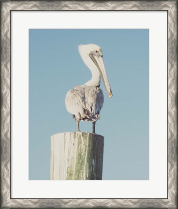 Framed Pelican Post Muted I Print