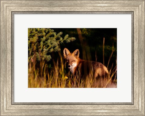 Framed Fox Stare Print