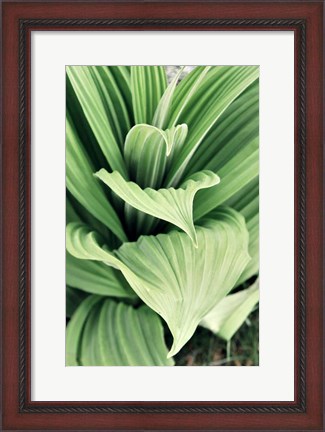 Framed Green Leaf Blooms I Print