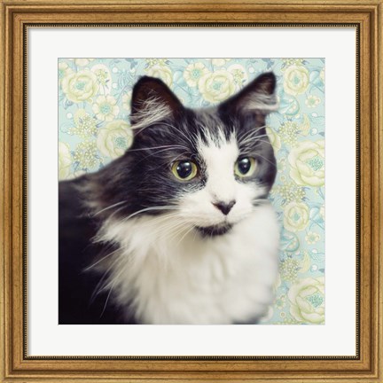 Framed Cat on Paisley Print