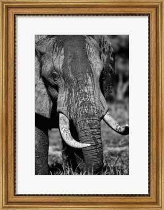 Framed Tusks Print