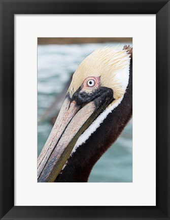 Framed Bayside Pelican Print