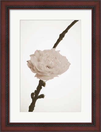 Framed Delicate Floral II Print