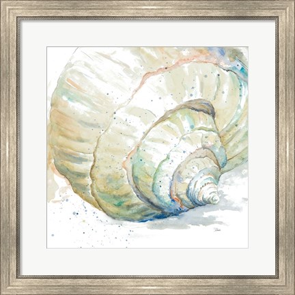 Framed Water Conch Print