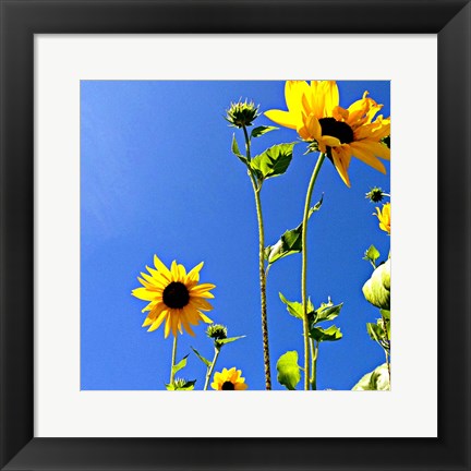 Framed Sunflowers and Sky Print