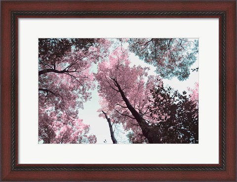 Framed Blooming Cherry Blossom Print