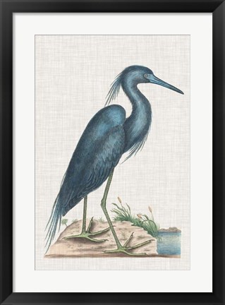 Framed Catesby Heron II Print