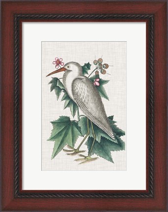 Framed Catesby Heron III Print