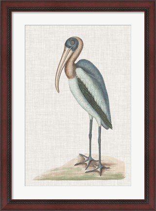 Framed Catesby Heron IV Print