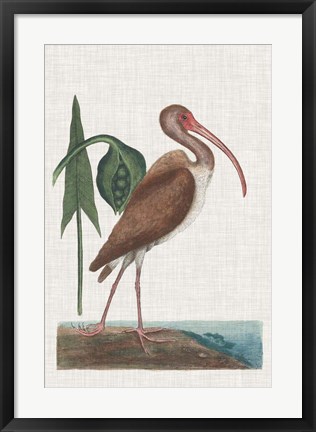 Framed Catesby Heron V Print