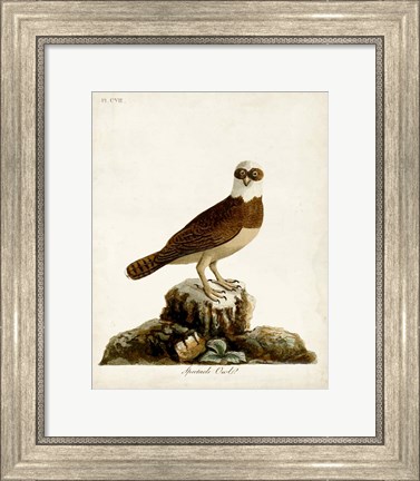 Framed Spectacle Owl Print