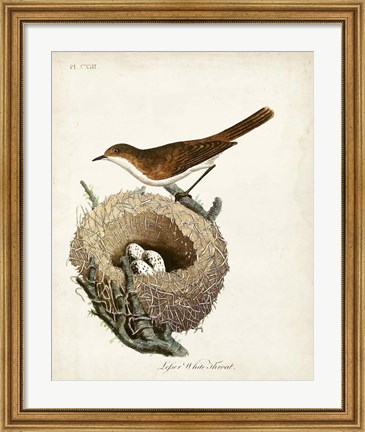 Framed Lesser White-Throat and Nest Print