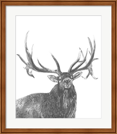 Framed Wildlife Snapshot: Elk Print