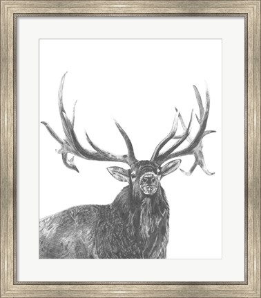 Framed Wildlife Snapshot: Elk Print