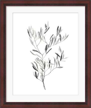 Framed Paynes Grey Botanicals IV Print