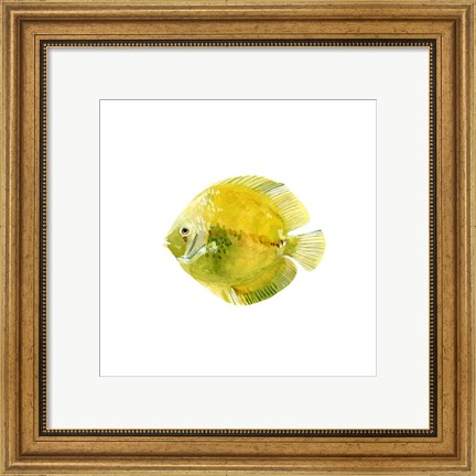 Framed Discus Fish I Print