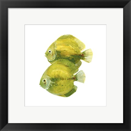 Framed Discus Fish II Print