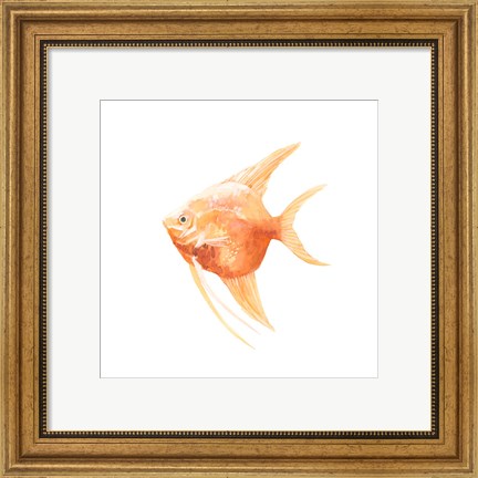 Framed Discus Fish III Print