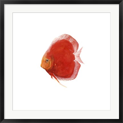 Framed Discus Fish V Print