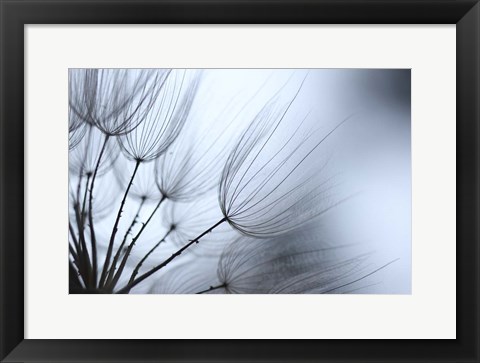 Framed Macro Dandilion XI Print