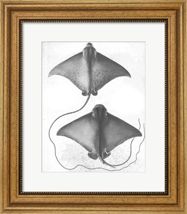 Framed Grey-Scale Stingrays I Print