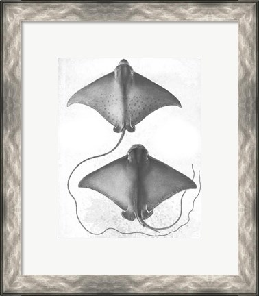Framed Grey-Scale Stingrays I Print