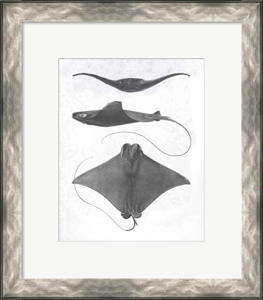 Framed Grey-Scale Stingrays II Print