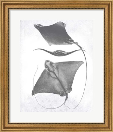 Framed Grey-Scale Stingrays III Print
