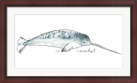 Framed Cetacea Narwhal Print