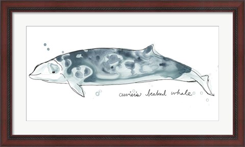 Framed Cetacea Cuviers Beaked Whale Print