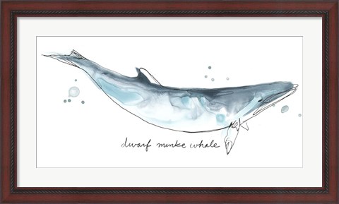 Framed Cetacea Dwarf Minke Whale Print