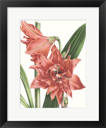 Framed Floral Beauty VII Print