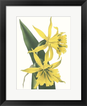 Framed Floral Beauty VIII Print