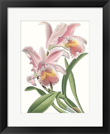Framed Floral Beauty IX Print