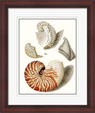 Framed Collected Shells I Print