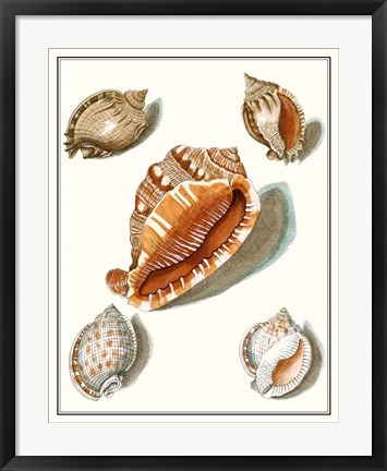 Framed Collected Shells VII Print