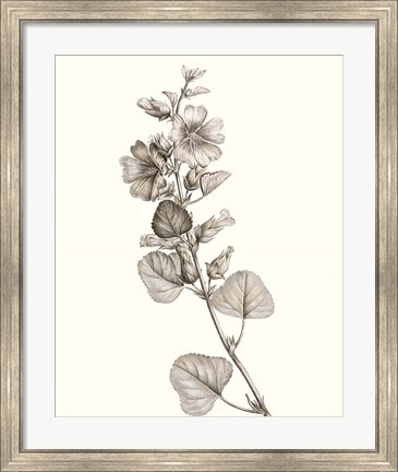 Framed Neutral Botanical Study I Print