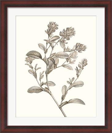 Framed Neutral Botanical Study II Print
